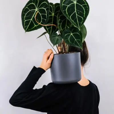 About plants store gallery img 1